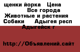 щенки йорка › Цена ­ 15 000 - Все города Животные и растения » Собаки   . Адыгея респ.,Адыгейск г.